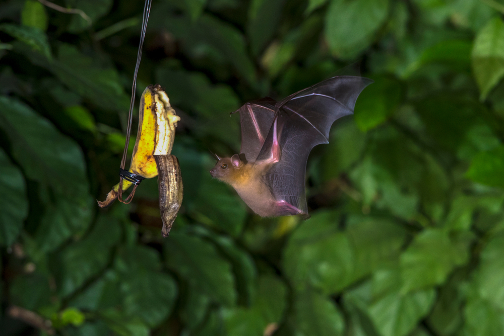 A fruit bat hovering near a banana