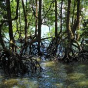 Mangrove trees in Singapore 1