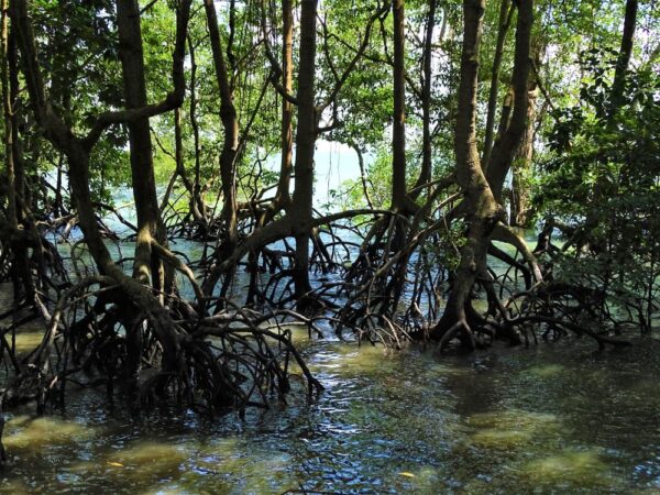 Mangrove trees in Singapore 1