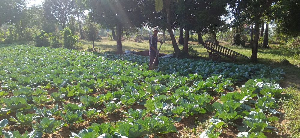 Vegetable farmer in Tonle Sap in Cambodia