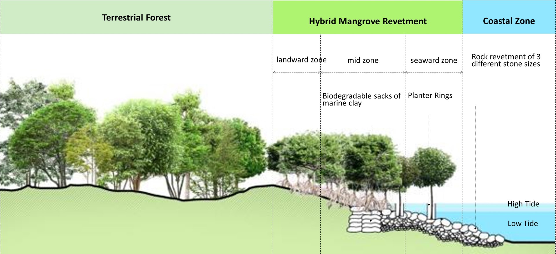 08 Hybrid Mangrove Revetment Section at River Mouth Large